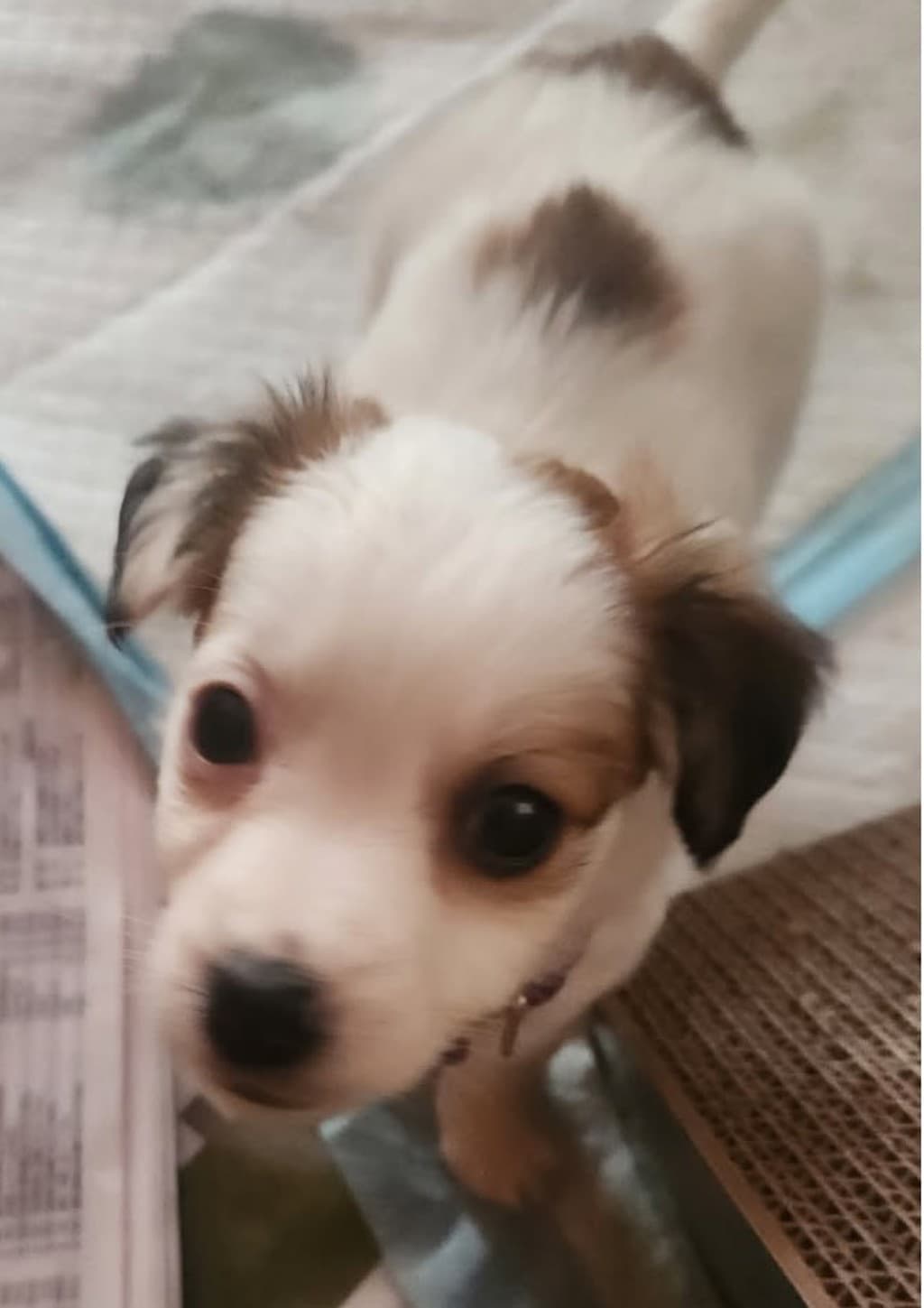 Pearl - Jack Russell Terrier available for adoption in Perth