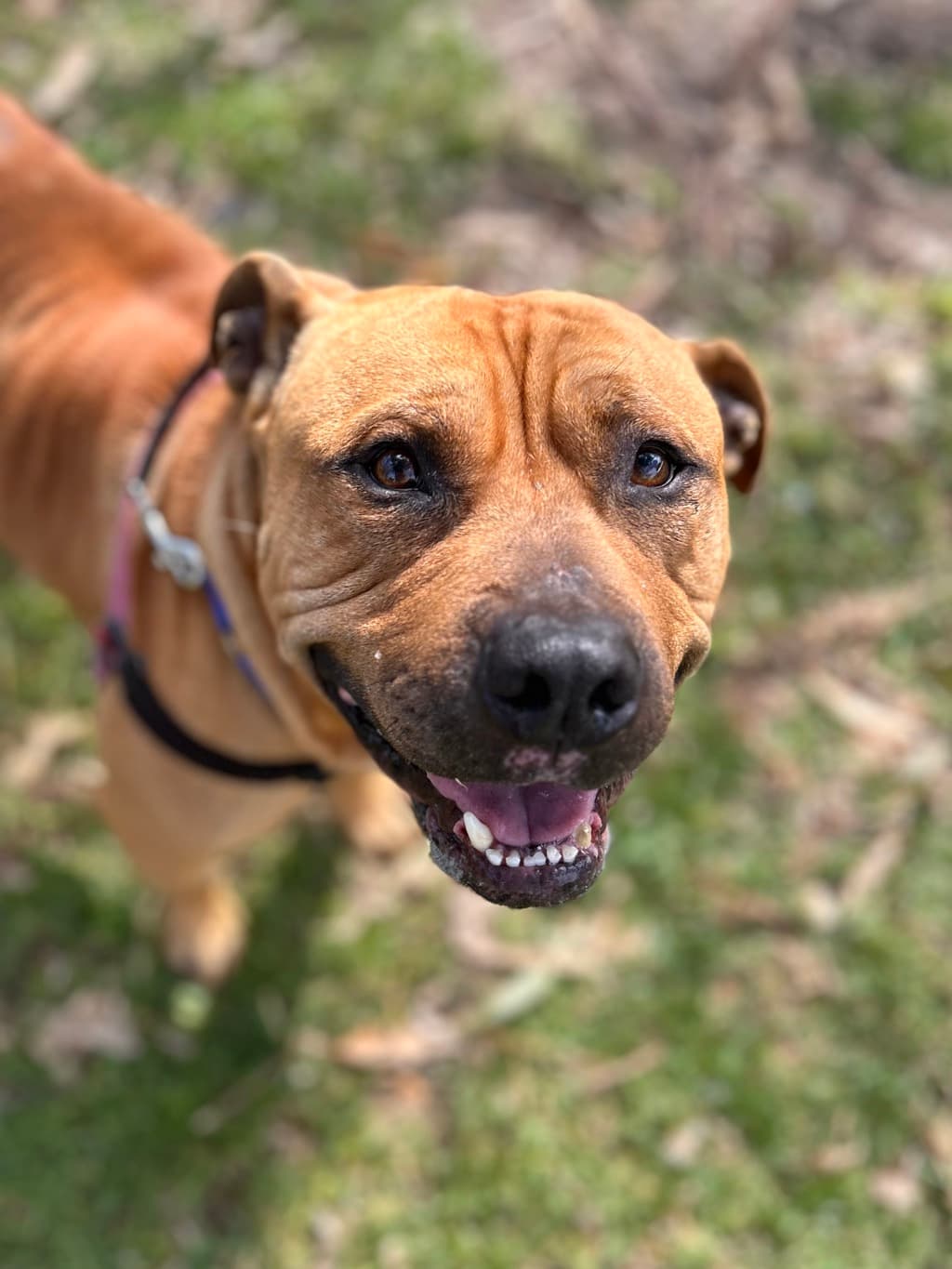 Zeus - Bull Mastiff available for adoption at Dogs' Refuge Home in Perth