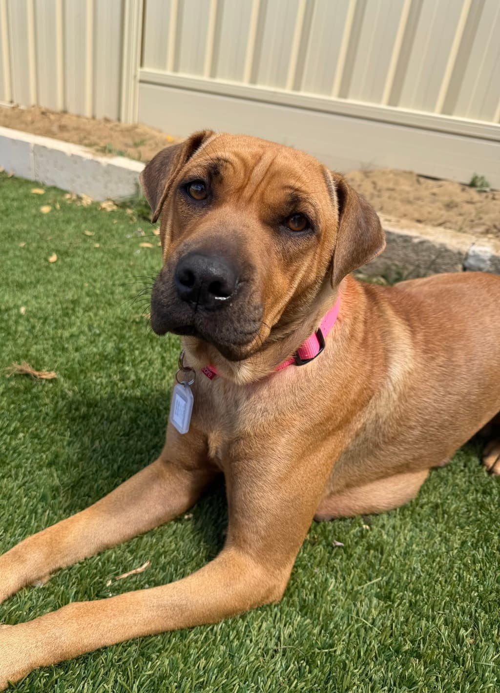 Miyaak - Shar Pei available for adoption at Dogs' Refuge Home in Perth