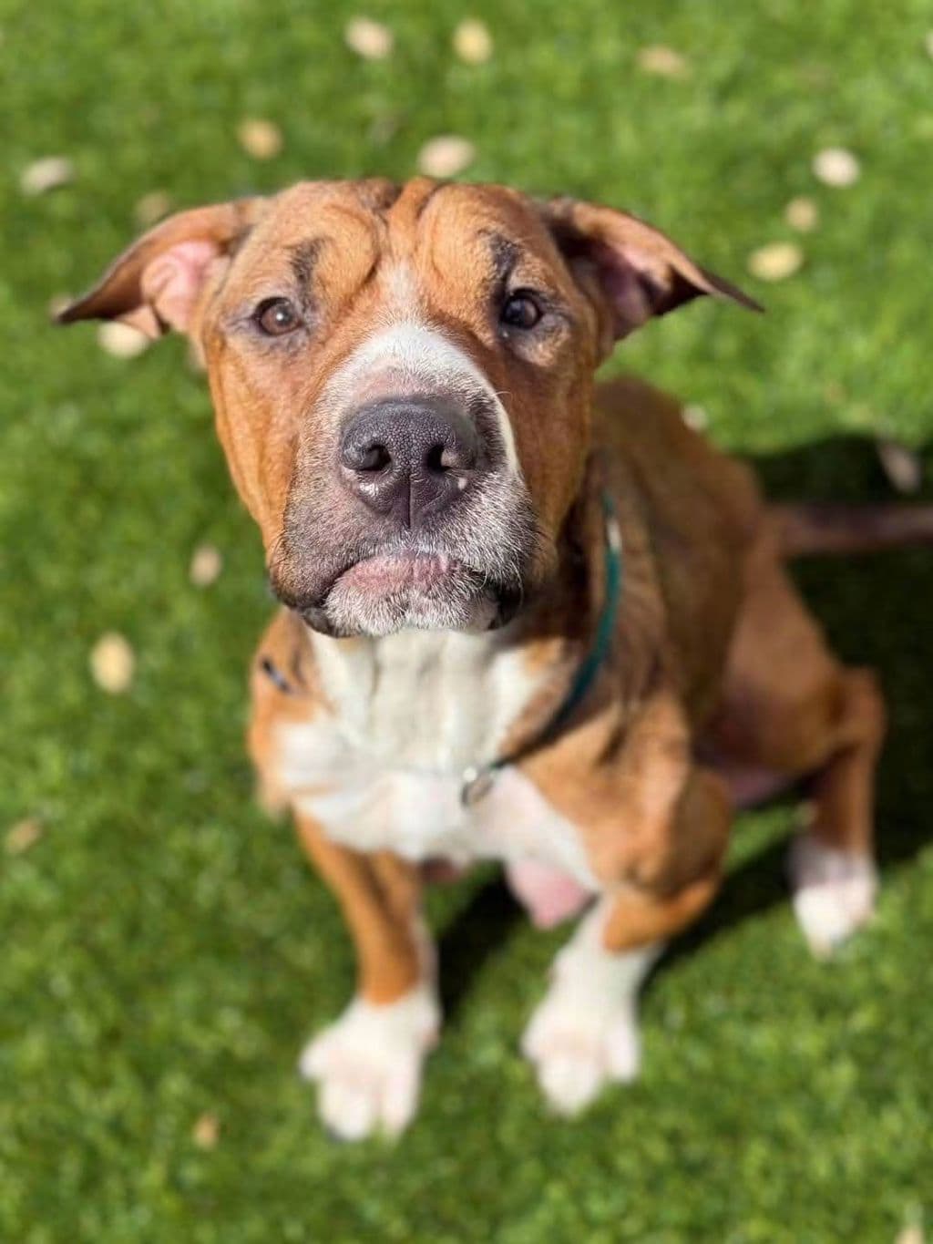 Ruby - Shar Pei available for adoption at Dogs' Refuge Home in Perth