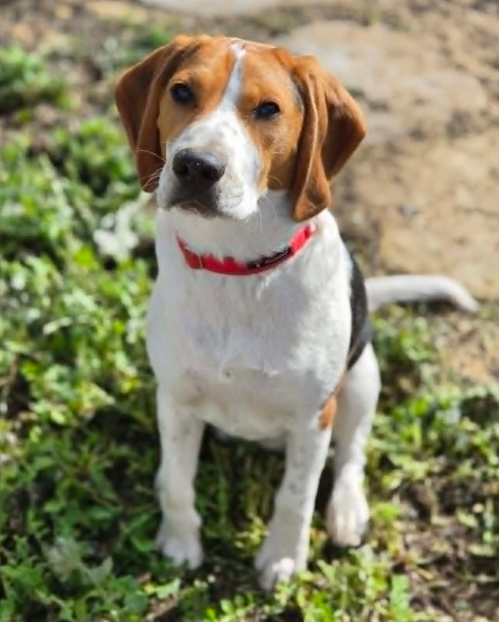 Storm - Harrier available for adoption at Dogs' Refuge Home in Perth