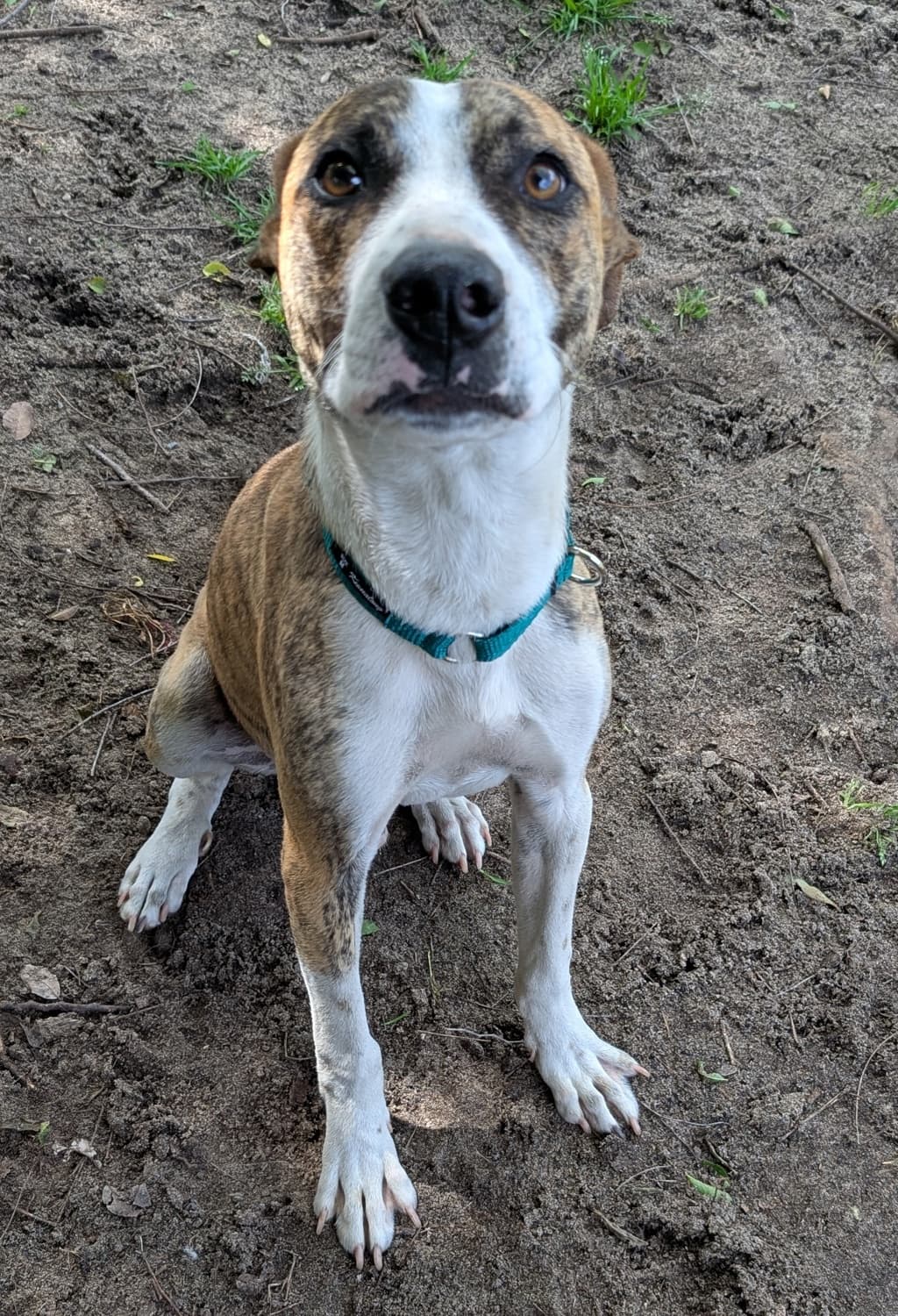 Crumble - American Staffordshire Bull Terrier available for adoption at Dogs' Refuge Home in Perth
