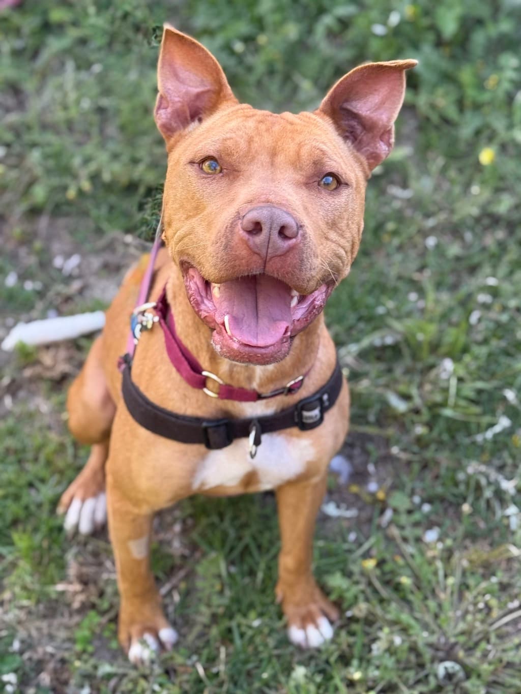 Lilo - American Staffordshire Bull Terrier available for adoption at Dogs' Refuge Home in Perth