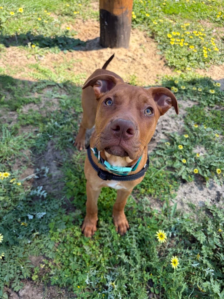 Moreton - Medium Mixed Breed available for adoption at Dogs' Refuge Home in Perth