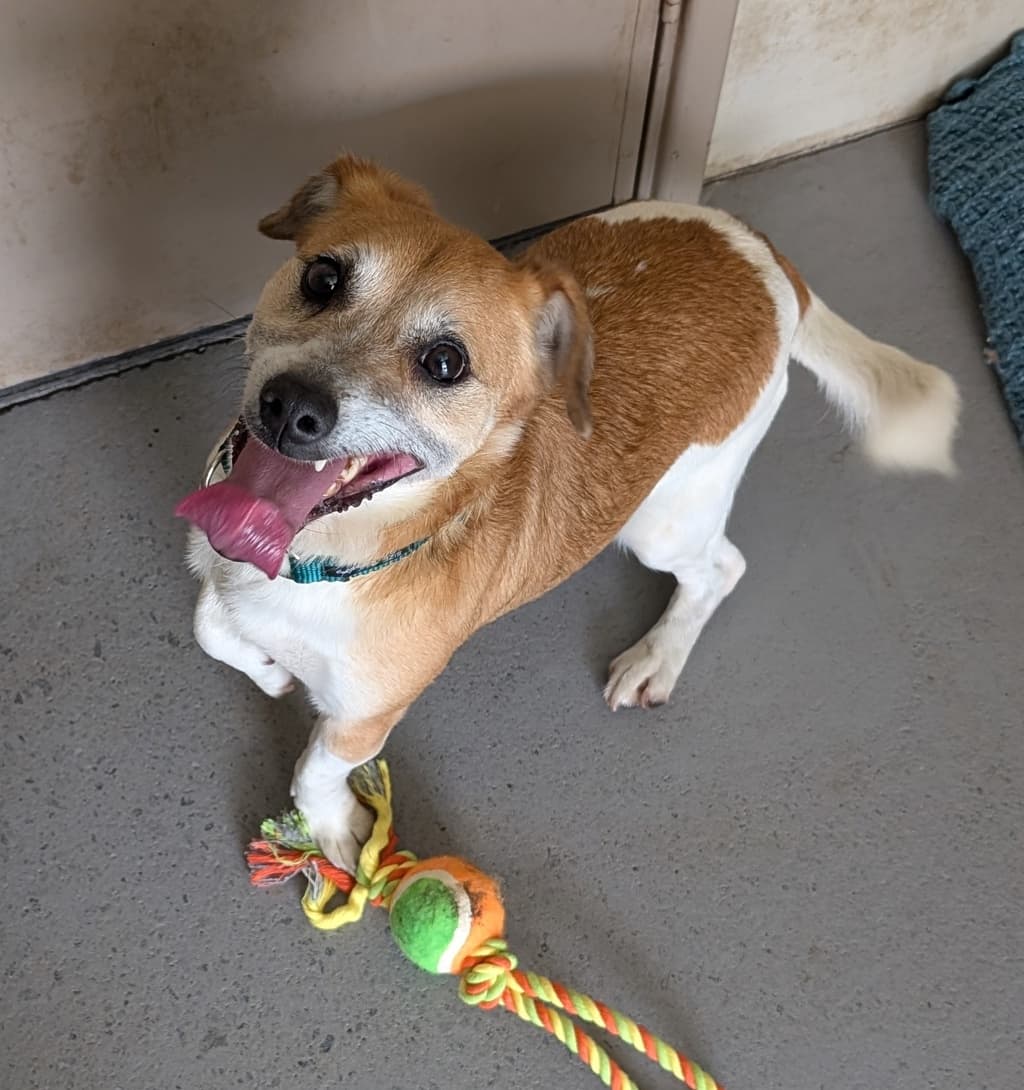 Jack - Jack Russell Terrier available for adoption at Dogs' Refuge Home in Perth