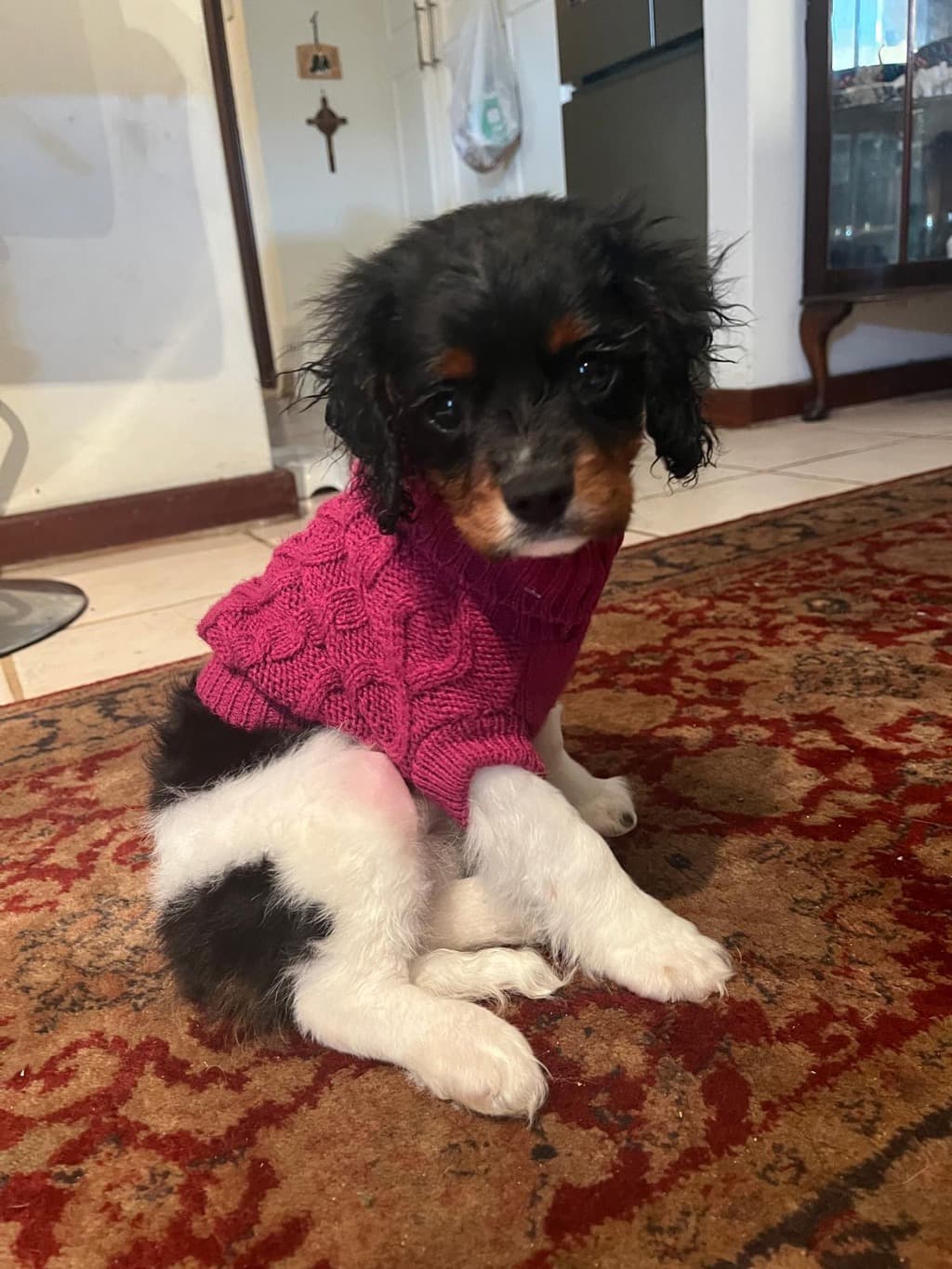 Minka - Cavalier King Charles Spaniel available for adoption in Perth