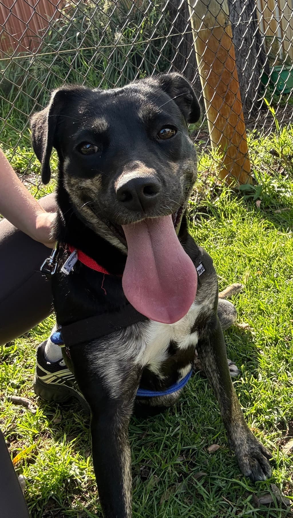 Priya - Kelpie available for adoption at Dogs' Refuge Home in Perth
