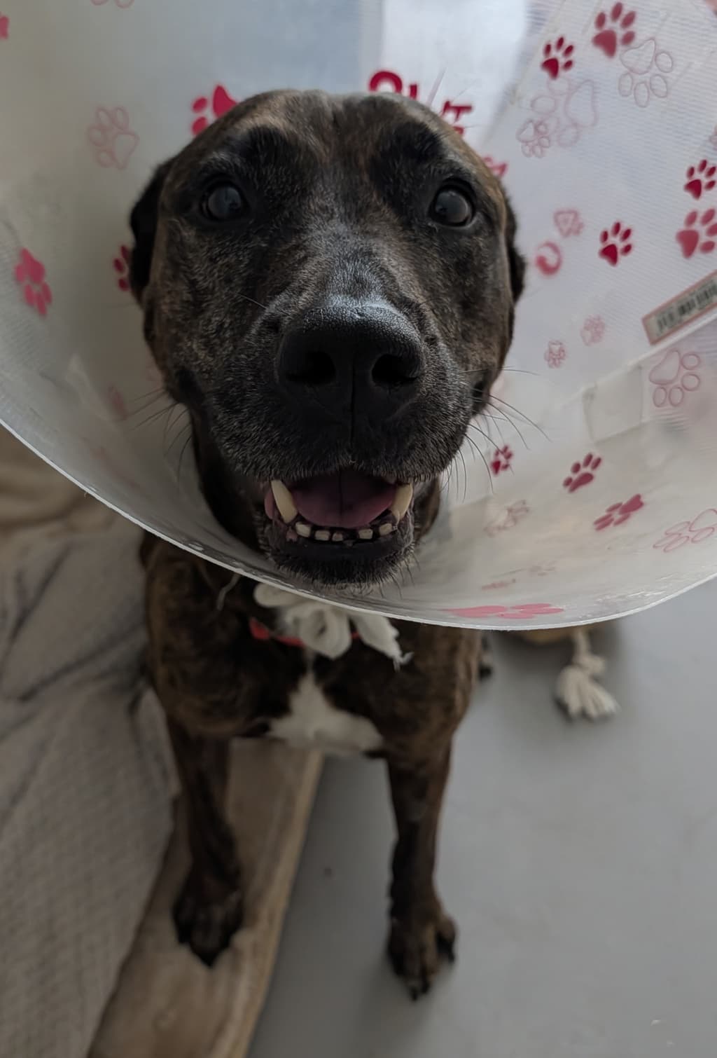 Cindy - Bull Mastiff available for adoption at Dogs' Refuge Home in Perth