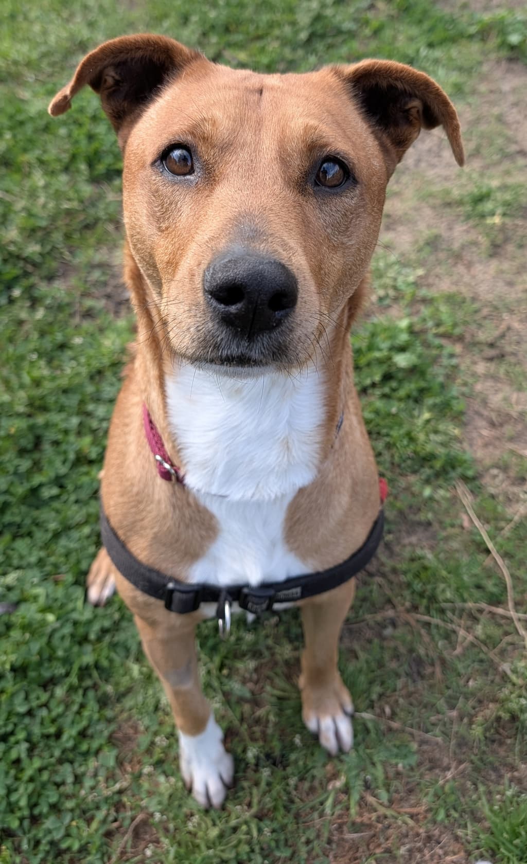 Everest - Medium Mixed Breed available for adoption at Dogs' Refuge Home in Perth