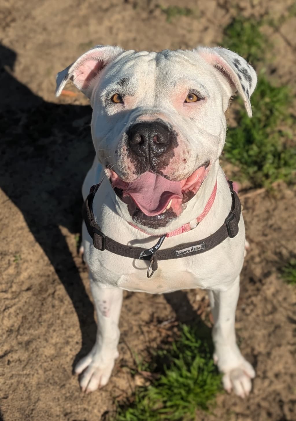 Nirvana - American Staffordshire Bull Terrier available for adoption at Dogs' Refuge Home in Perth