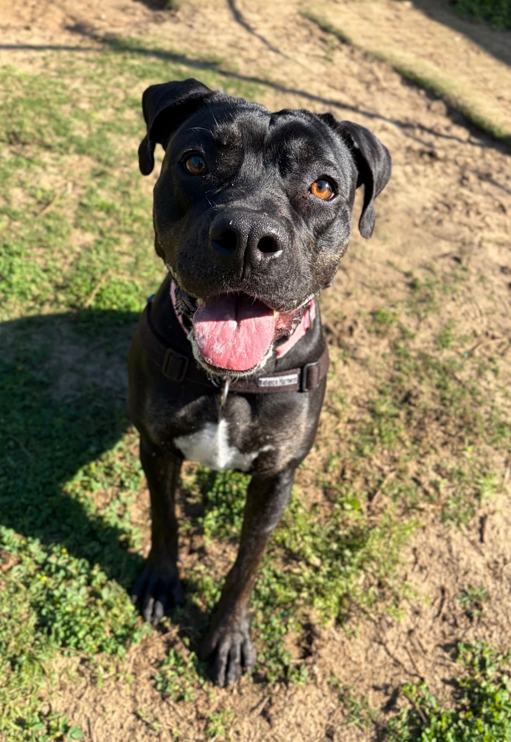 Lunar - American Staffordshire Bull Terrier available for adoption at Dogs' Refuge Home in Perth
