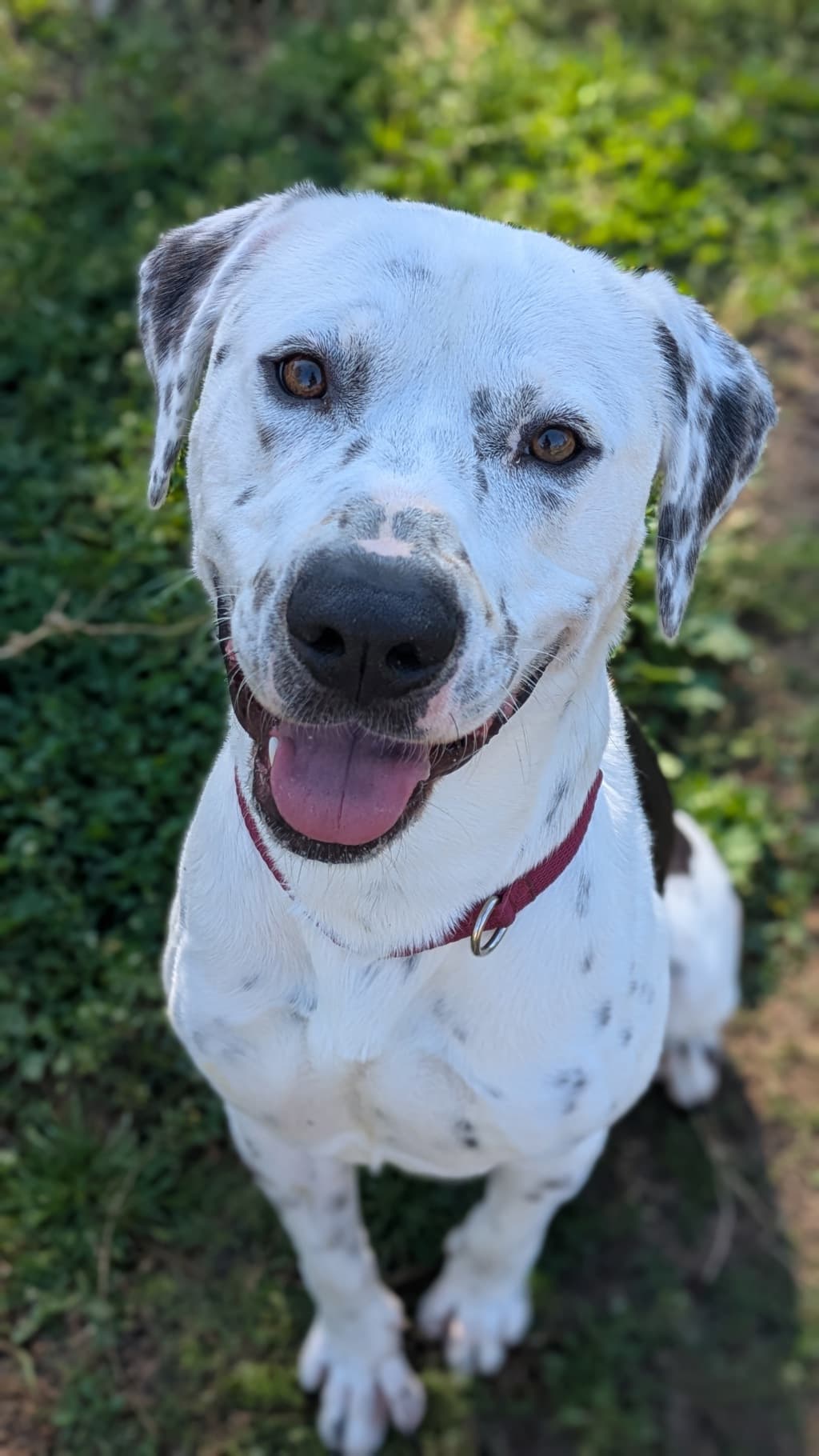 Speckles - Large Mixed Breed available for adoption at Dogs' Refuge Home in Perth