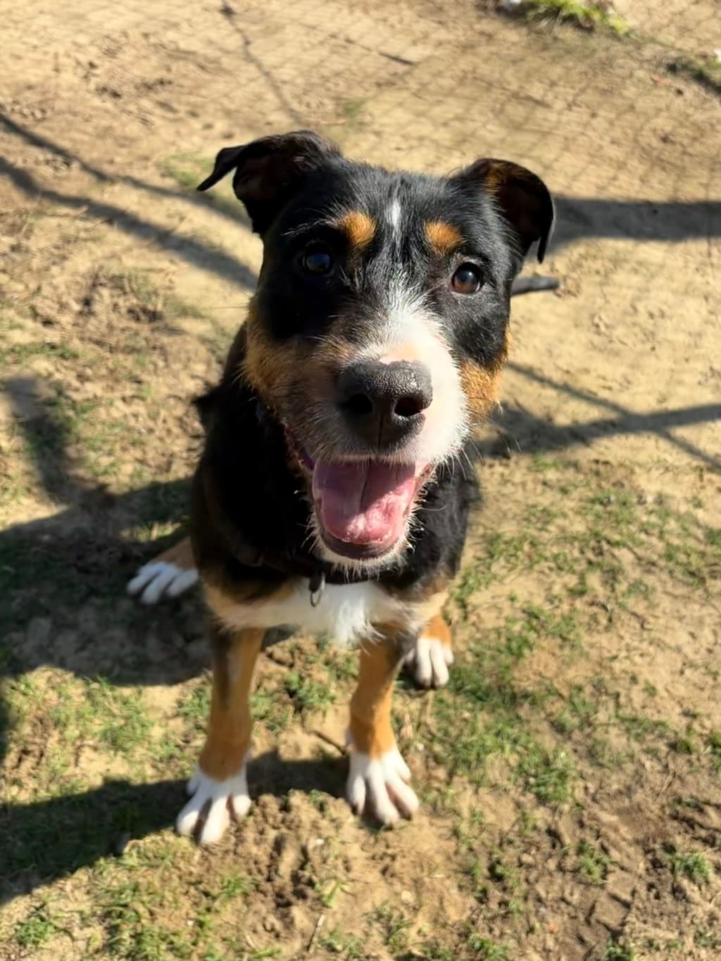 Wookie - Large Mixed Breed available for adoption at Dogs' Refuge Home in Perth