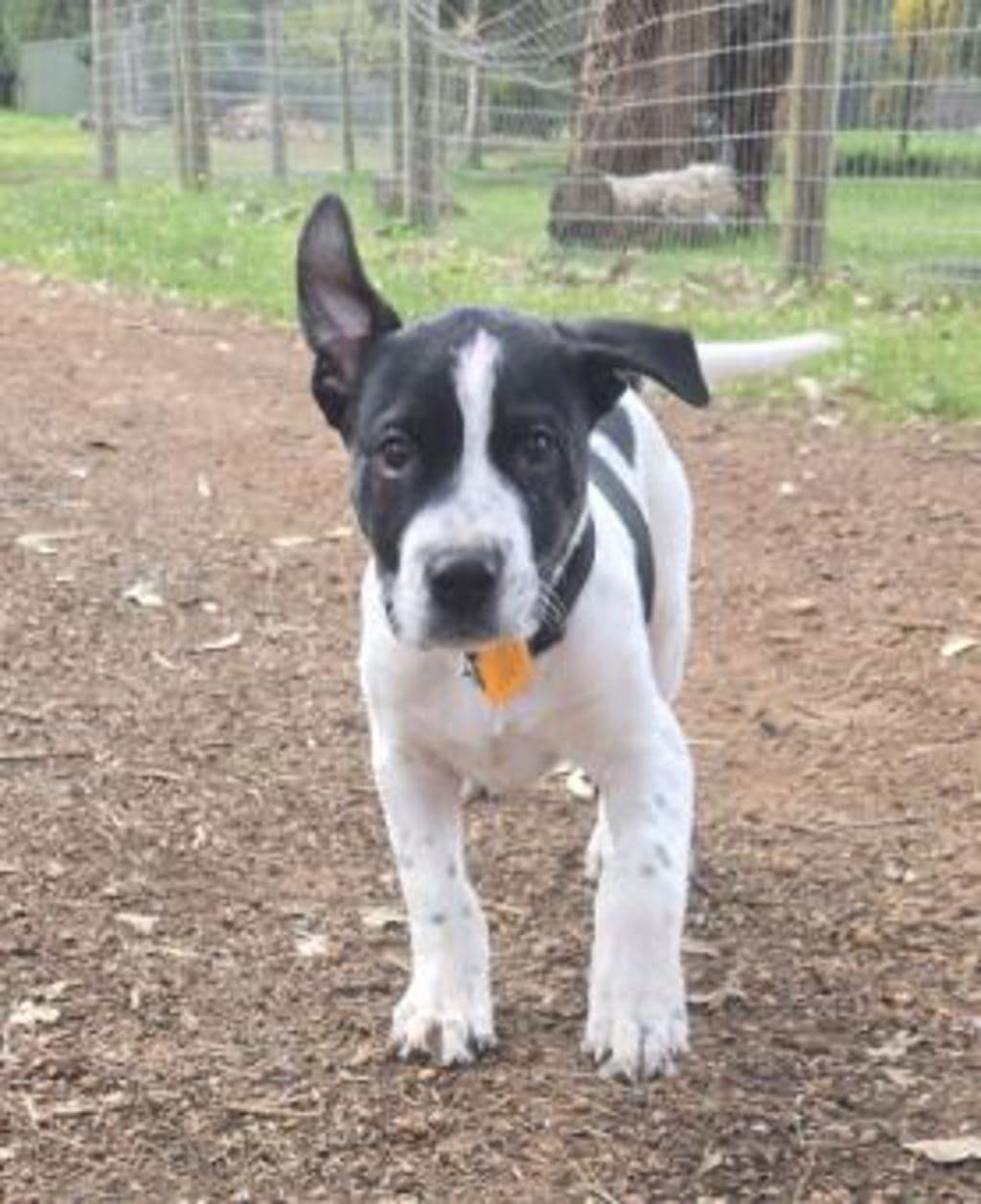 Hal - Large Mixed Breed available for adoption at Dogs' Refuge Home in Perth