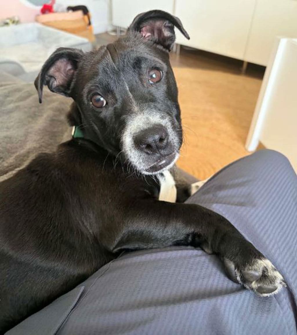Henrietta - Medium Mixed Breed available for adoption at Dogs' Refuge Home in Perth