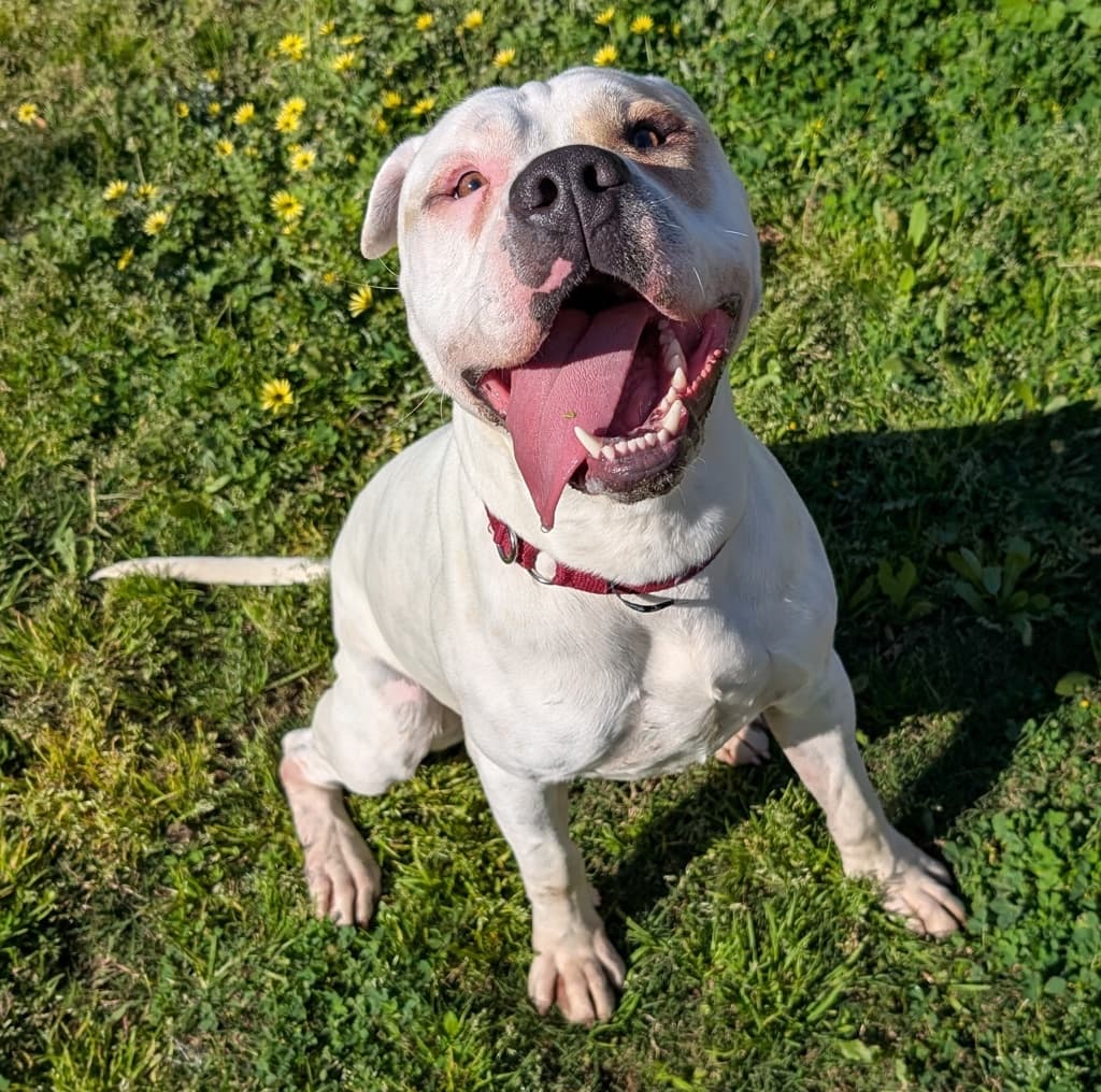 Squish - American Bulldog available for adoption at Dogs' Refuge Home in Perth