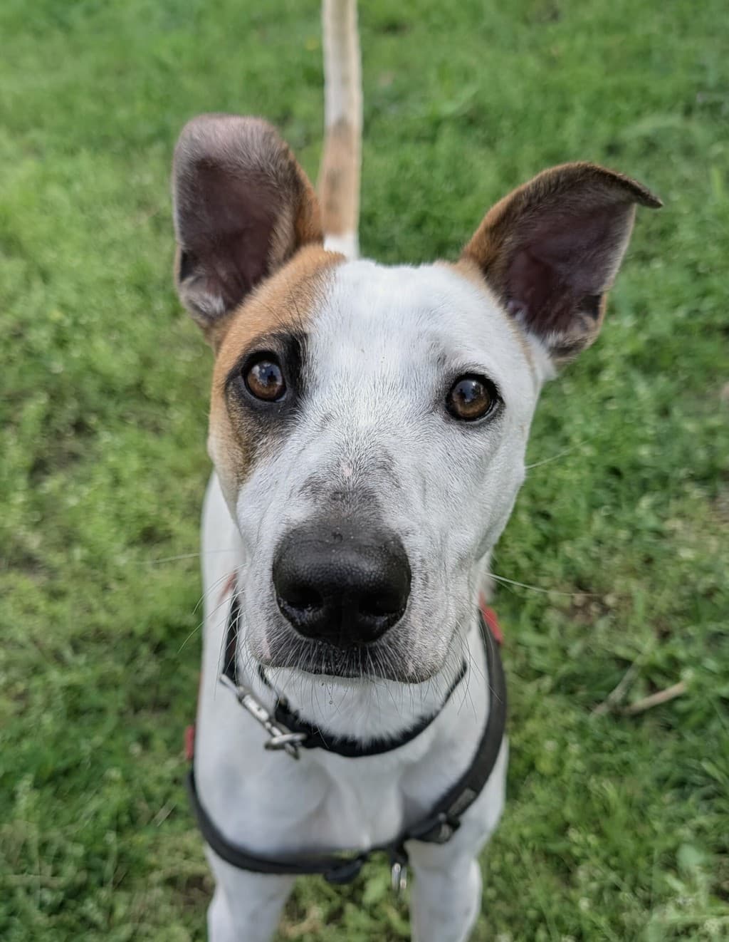 Bryan - Medium Mixed Breed available for adoption at Dogs' Refuge Home in Perth