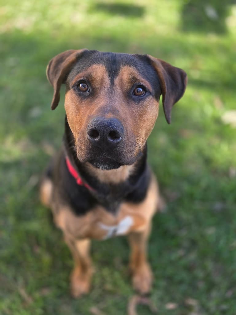 Tony - Large Mixed Breed available for adoption at Dogs' Refuge Home in Perth