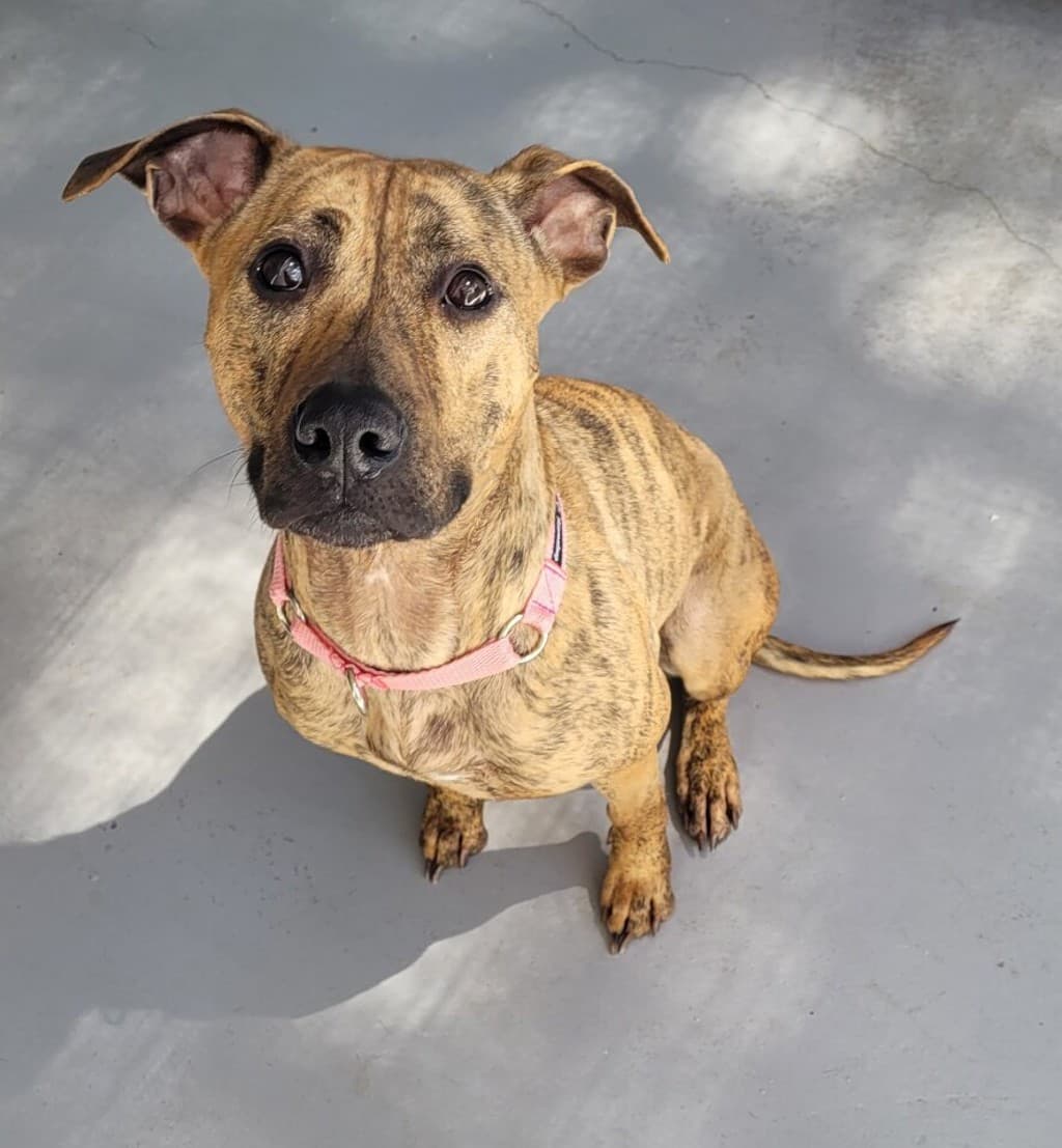 River - Medium Mixed Breed available for adoption at Dogs' Refuge Home in Perth