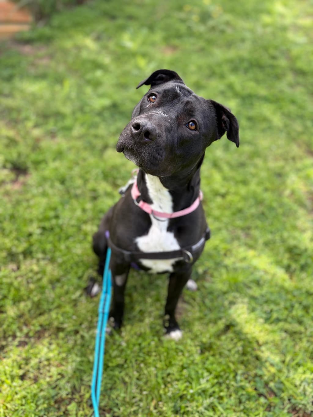 Lolly - Large Mixed Breed available for adoption at Dogs' Refuge Home in Perth