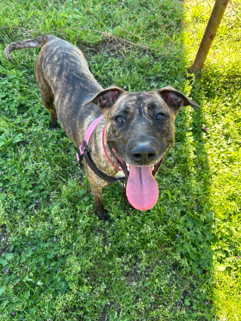 Avery - Medium Mixed Breed available for adoption at Dogs' Refuge Home in Perth