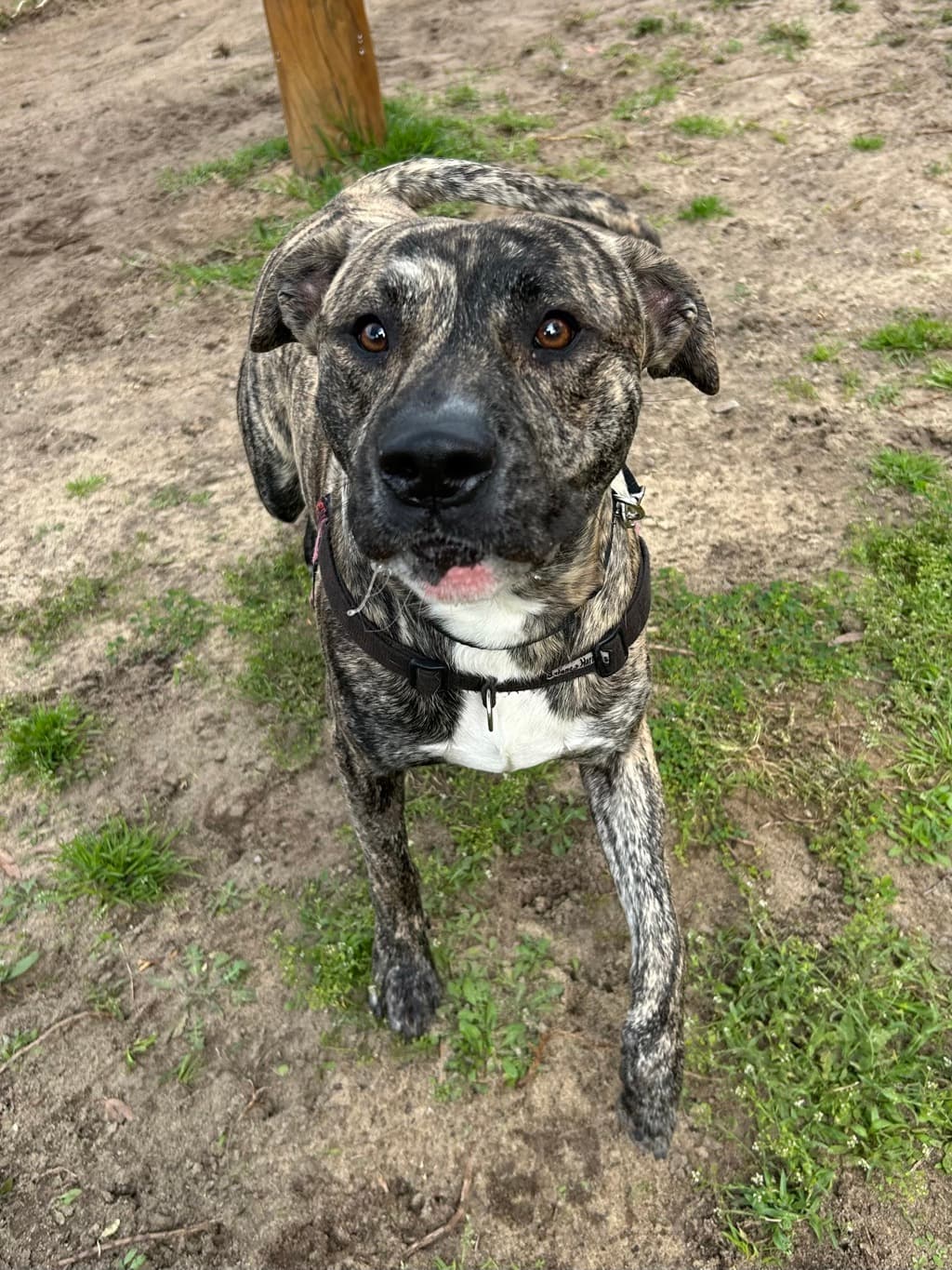 Dingo - Bull Arab available for adoption at Dogs' Refuge Home in Perth