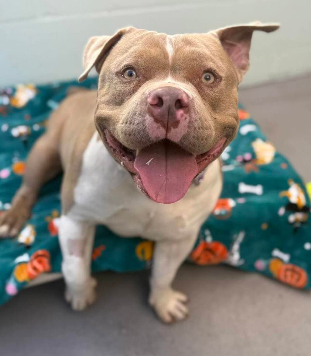 Rocky - American Bully available for adoption at Dogs' Refuge Home in Perth