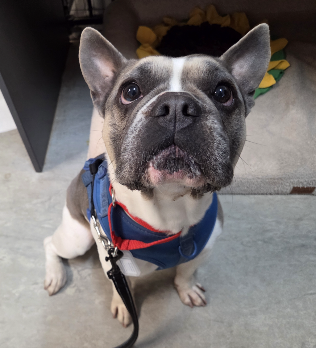 Jeff - French Bulldog available for adoption at Dogs' Refuge Home in Perth