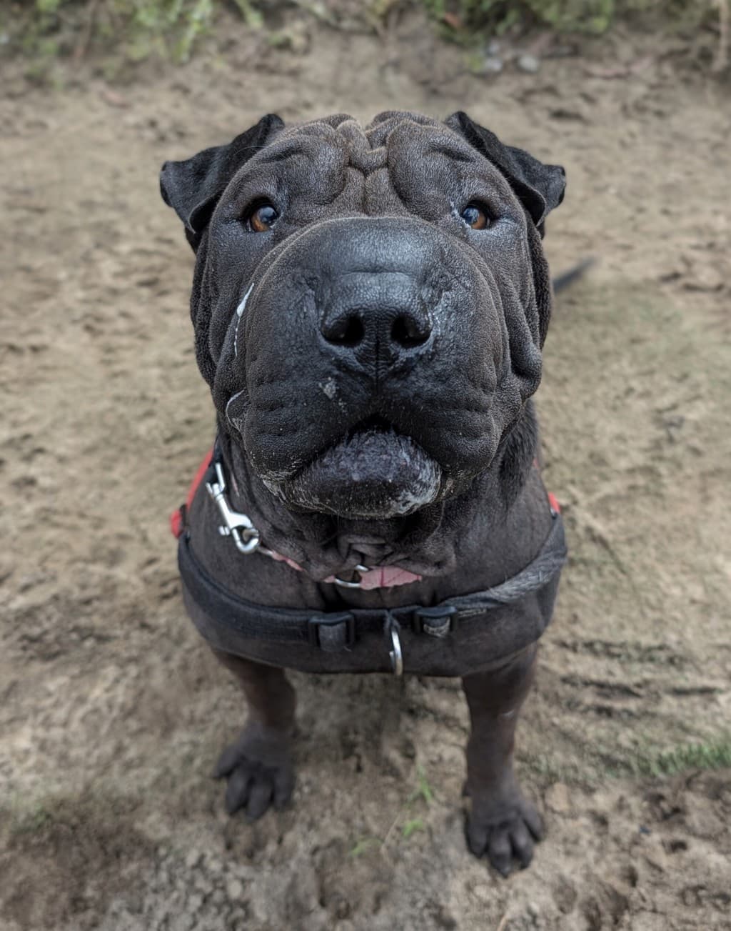 Chiko - Shar Pei available for adoption at Dogs' Refuge Home in Perth