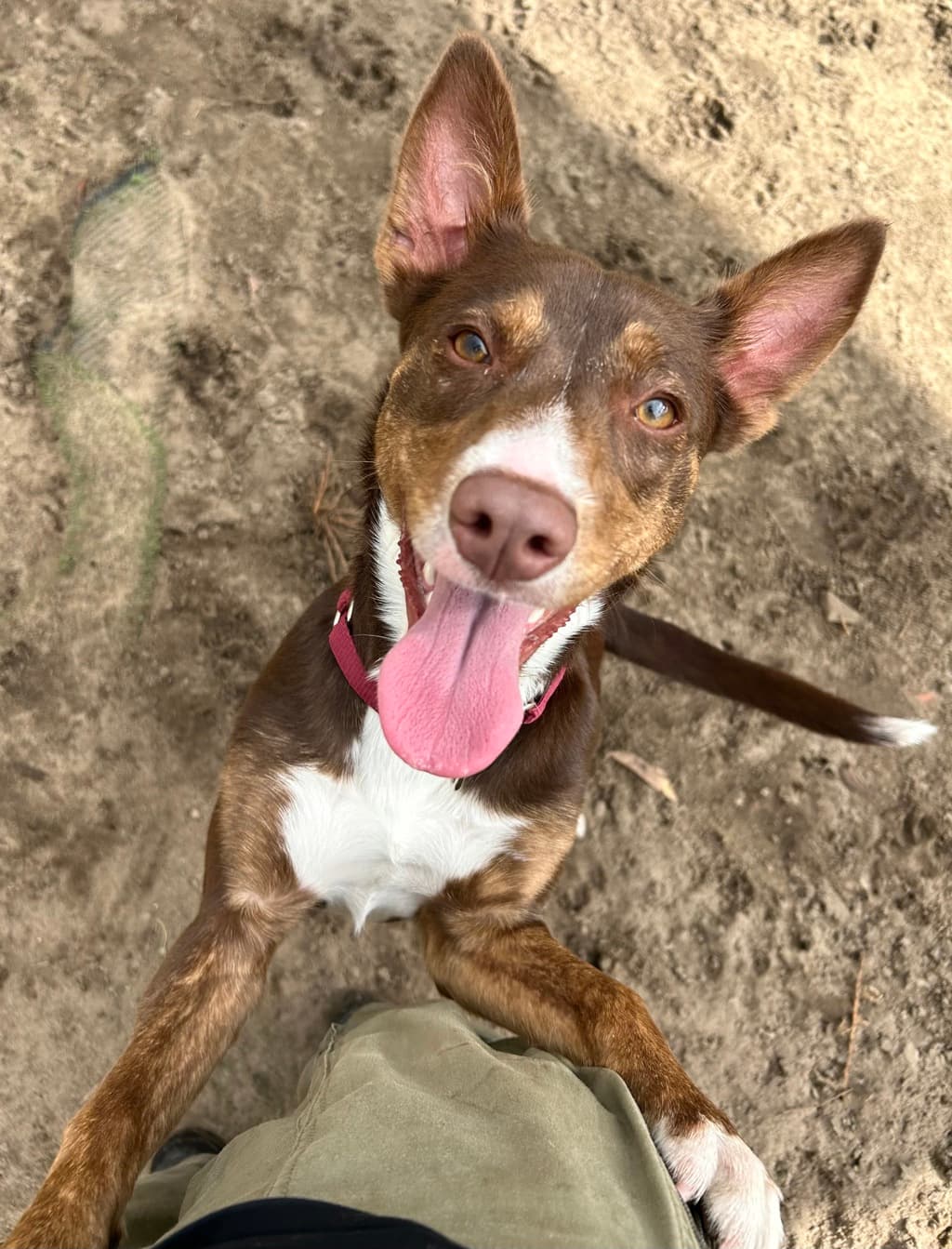 Velma - Kelpie available for adoption at Dogs' Refuge Home in Perth