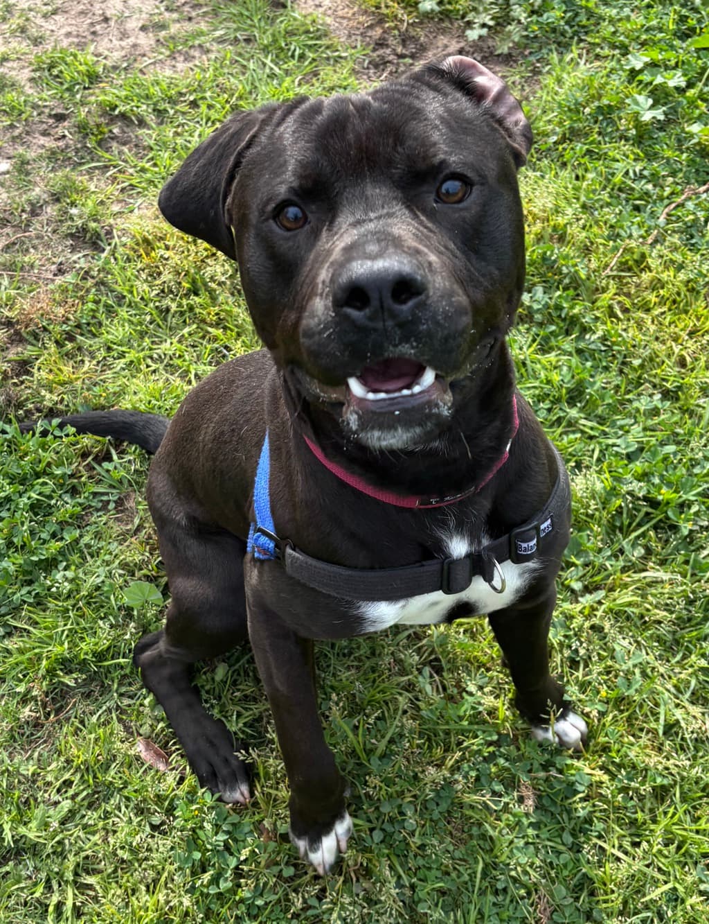 Onyx - Large Mixed Breed available for adoption at Dogs' Refuge Home in Perth
