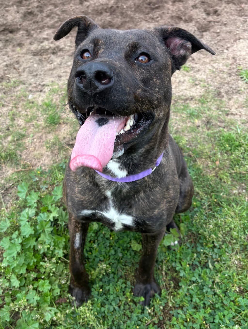 Belinda - Medium Mixed Breed available for adoption at Dogs' Refuge Home in Perth