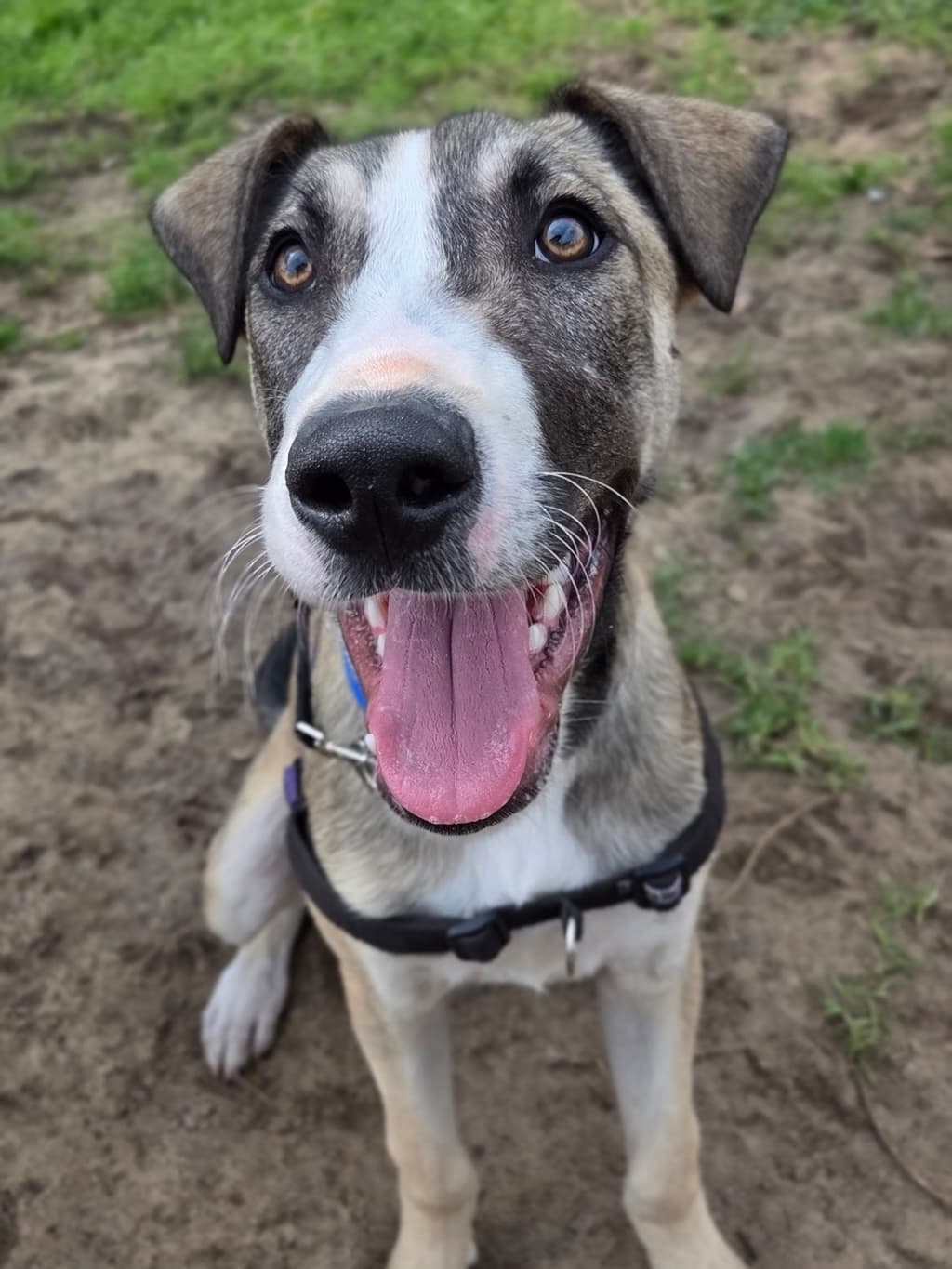 Oakley - Large Mixed Breed available for adoption at Dogs' Refuge Home in Perth