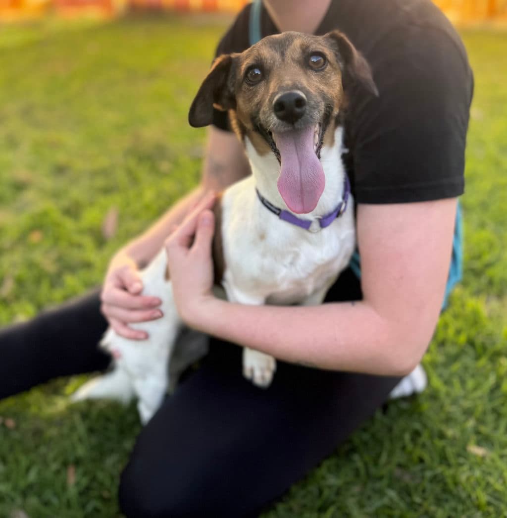 Muis - Jack Russell Terrier available for adoption at Dogs' Refuge Home in Perth
