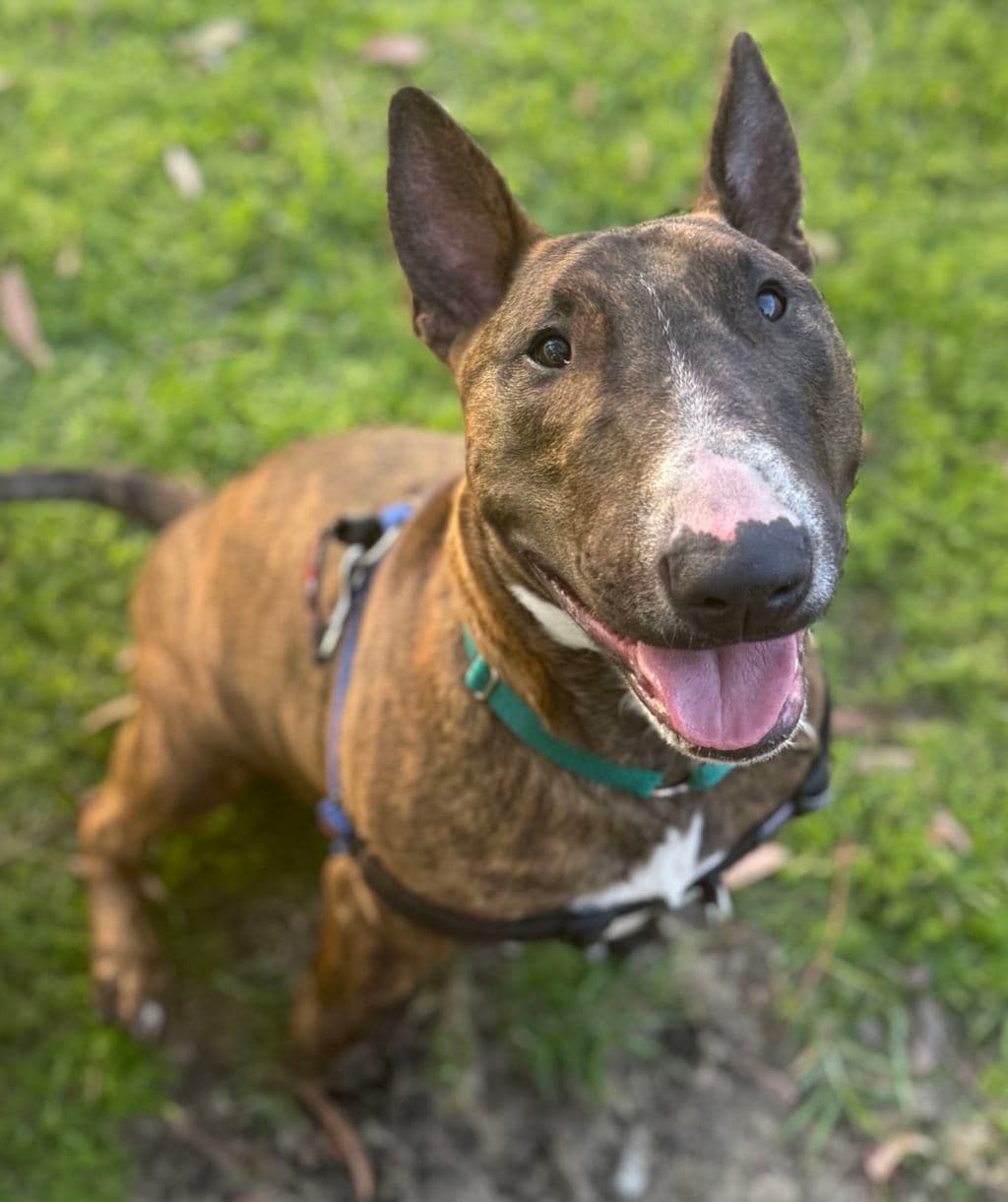 Dank - Bull Terrier available for adoption at Dogs' Refuge Home in Perth