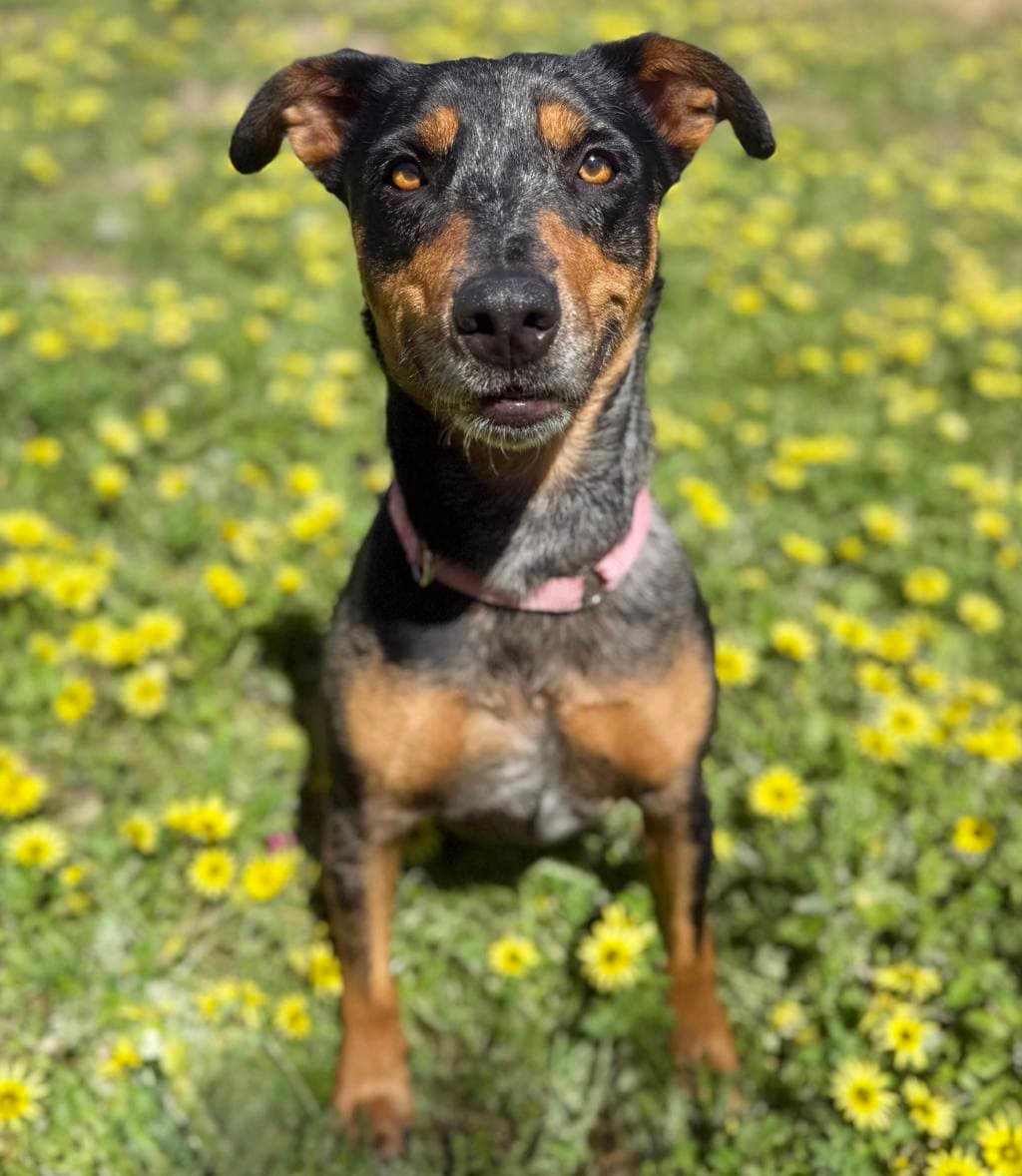 Kersey - Kelpie available for adoption at Dogs' Refuge Home in Perth
