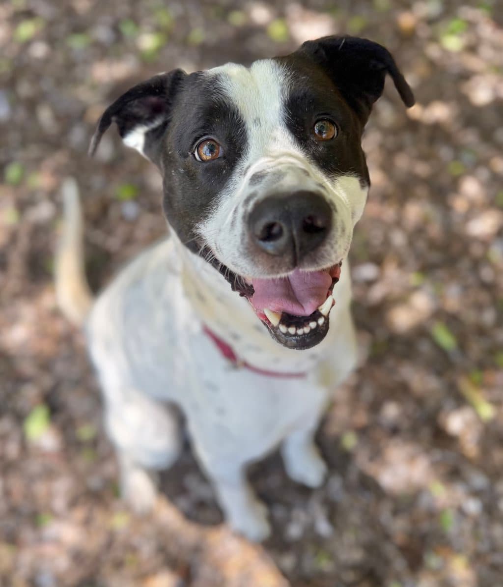 Snoopy - Pointer available for adoption in Perth