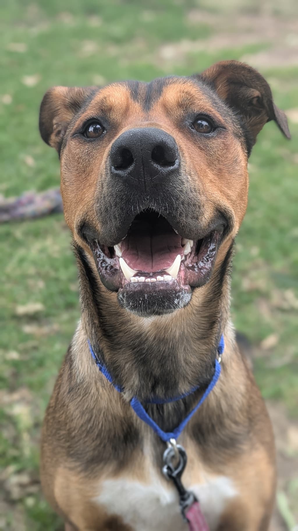 Zeus H - Mastiff available for adoption at Dogs' Refuge Home in Perth