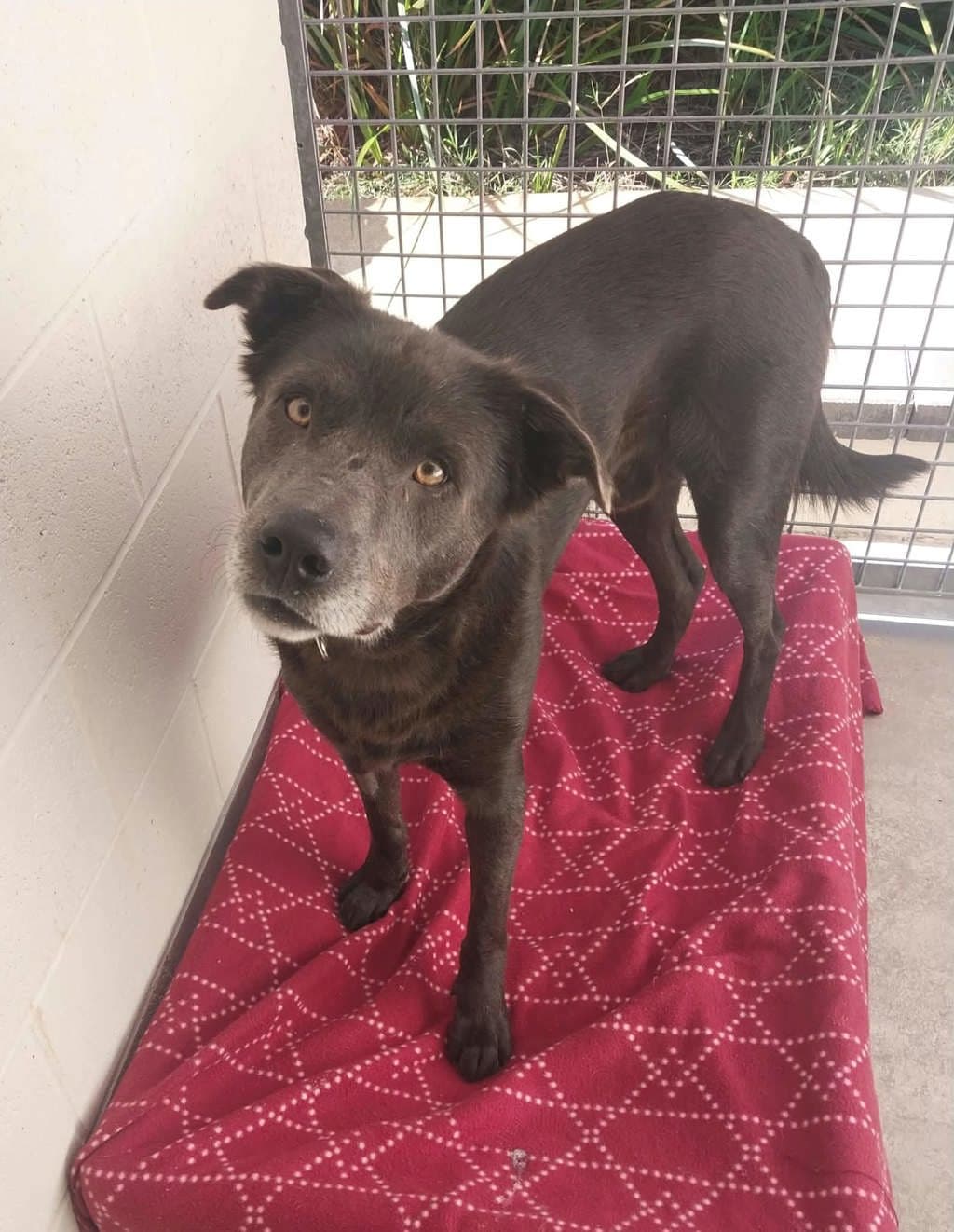 Ludo - Kelpie available for adoption at Dogs' Refuge Home in Perth