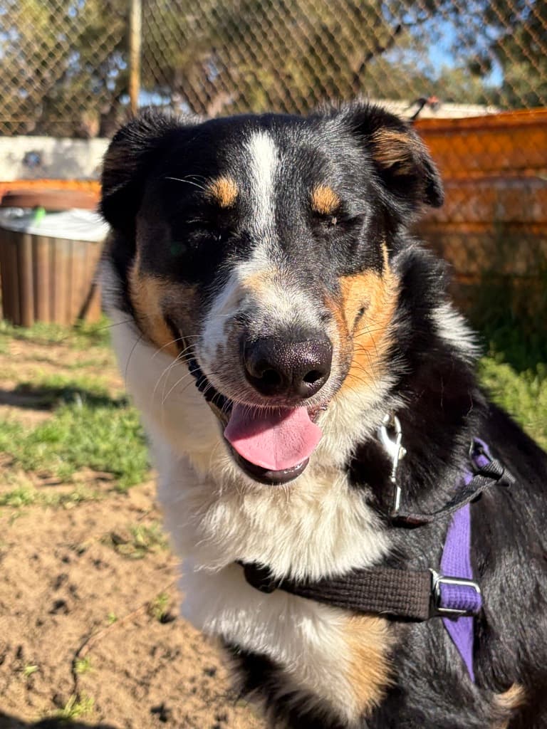 Jareth - Border Collie available for adoption at Dogs' Refuge Home in Perth