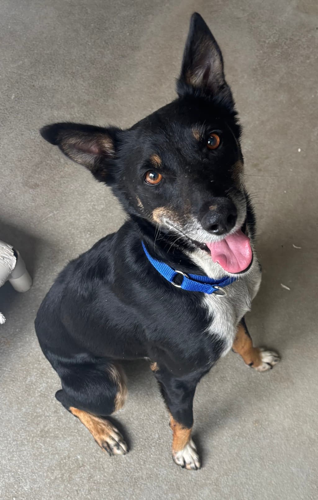 Hoggle - Kelpie available for adoption at Dogs' Refuge Home in Perth