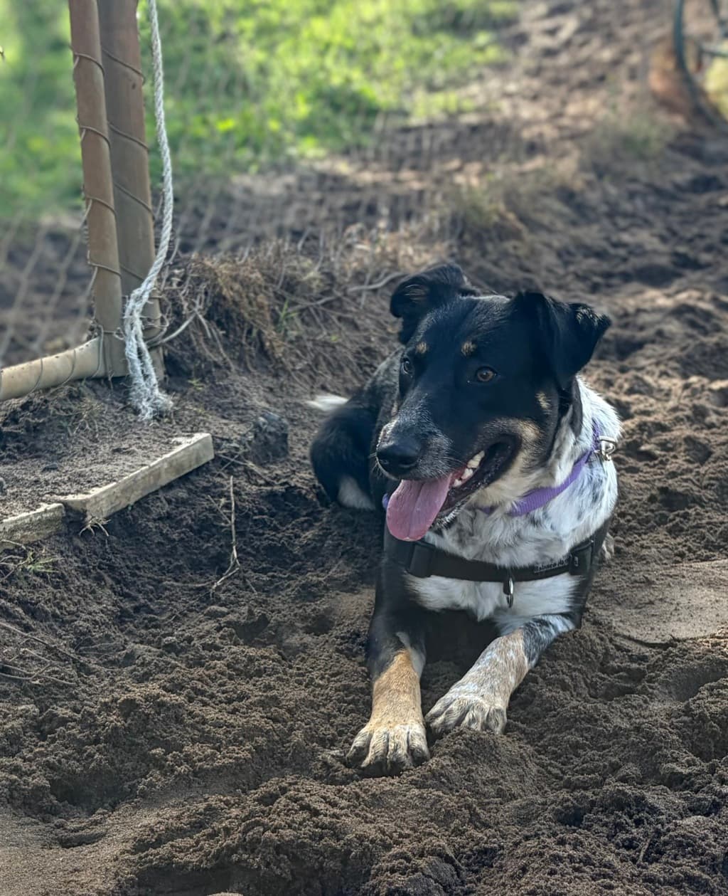 Sarah - Kelpie available for adoption at Dogs' Refuge Home in Perth