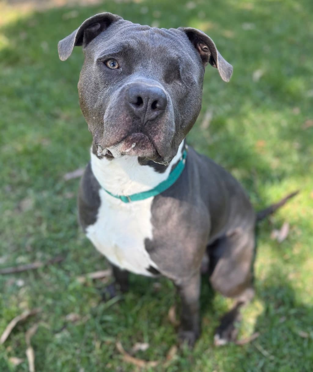 Baloo - American Staffordshire Bull Terrier available for adoption at Dogs' Refuge Home in Perth