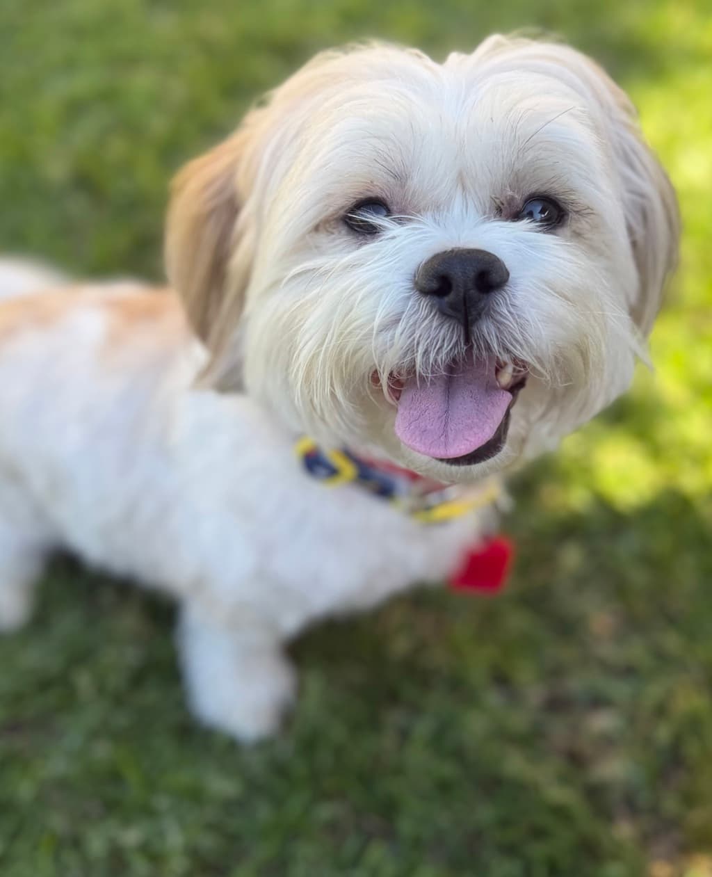 Whiskey - Maltese available for adoption in Perth