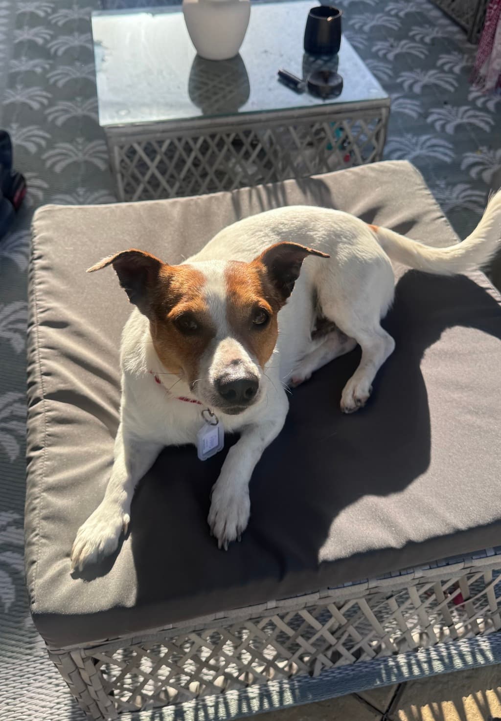 Teddy - Jack Russell Terrier available for adoption at Dogs' Refuge Home in Perth
