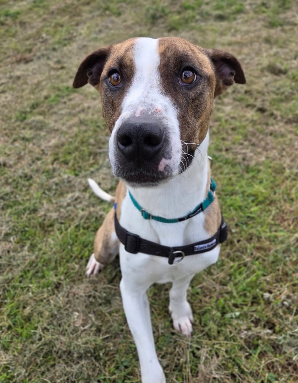 Tiger - Bull Arab available for adoption at Dogs' Refuge Home in Perth