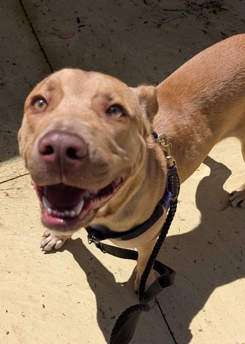 Abraham - American Staffordshire Bull Terrier available for adoption at Dogs' Refuge Home in Perth