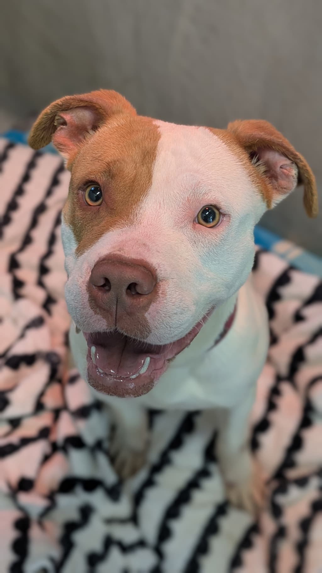 Jersey - American Staffordshire Bull Terrier available for adoption at Dogs' Refuge Home in Perth