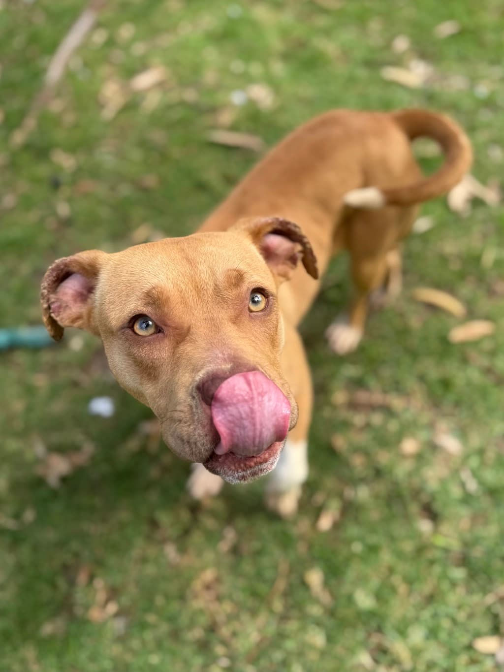 Pavlova - American Staffordshire Bull Terrier available for adoption at Dogs' Refuge Home in Perth