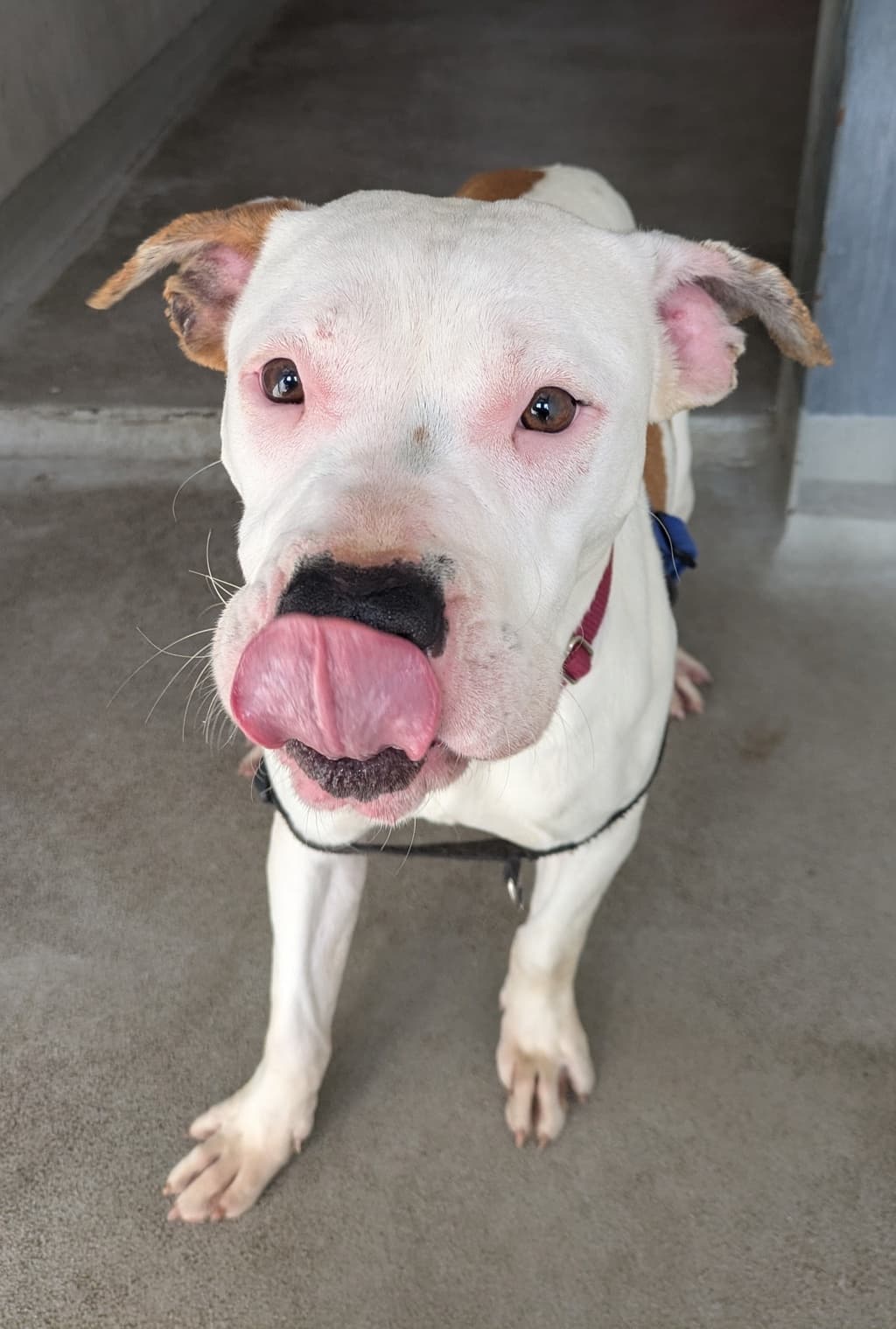 Chilli - American Staffordshire Bull Terrier available for adoption at Dogs' Refuge Home in Perth